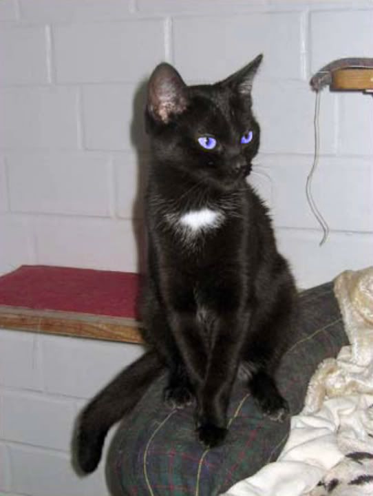 Warrior Cats Der NebelClan Kapitel 1 von RazielRuvon Warrior Cats FanFiktion.de